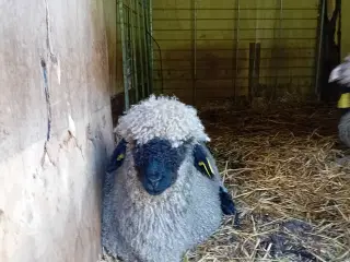 Ealais blacknose 