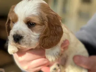 Engelsk cocker spaniel/ Cavalier king Charles 