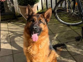 Schæferhan