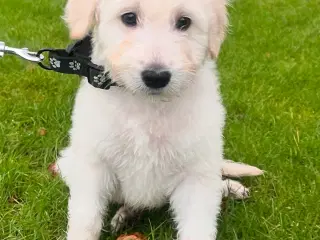 Goldendoodle Hvalpe