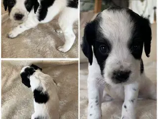 Ft cocker spaniels hundehvalpe