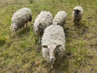 5 stk Texel blanding 
