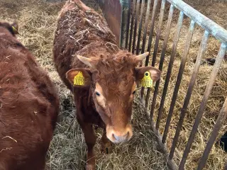 2 stk Dexter kviekalv 