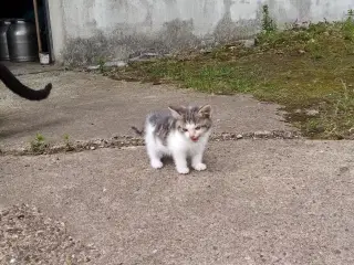 Kattekillinger