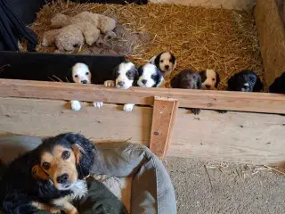 FT cocker spaniel 