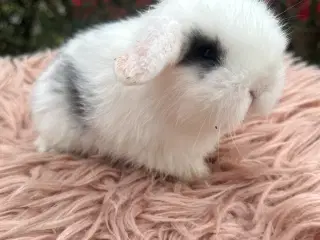 Mini Lop pige 