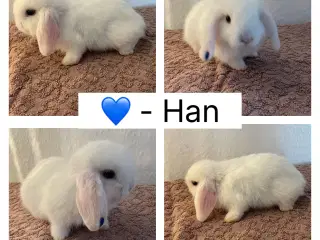 3 HAN Minilop unger 