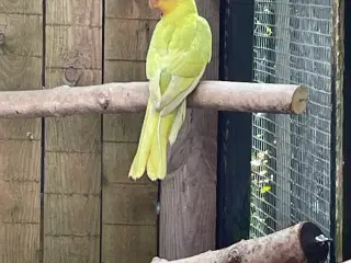 Gule konge parakitter