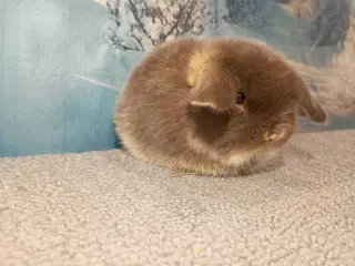 Minilop pige, dværg kanin hun ung