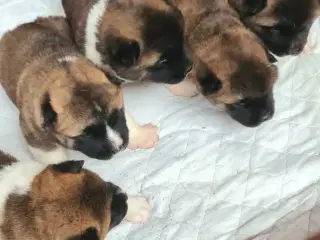 5 smukke American Akita hundehvalpe 