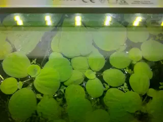 Akvarieplanter