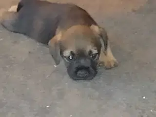 Border Terrier hvalpe 