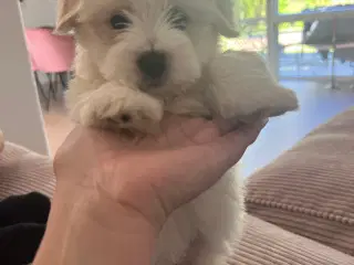 Coton de Tulear