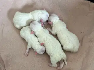 Lækre coton de tulear hvalpe 