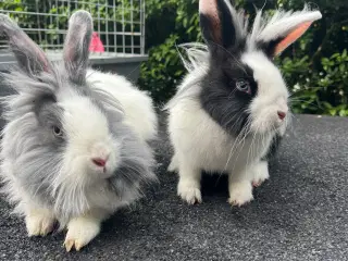 2 løvehoved mix hun unger sælges 