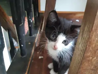 Skønne killinger m Maine Coon
