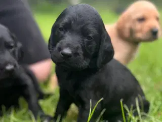 FANTASTISKE! Vizsla doodle hvalpe