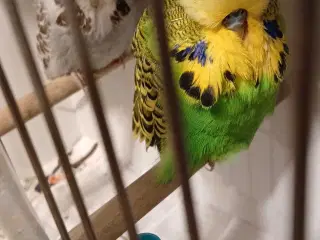 1 par Engelske undulater 