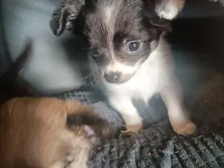 Langhåret Chihuahua hvalp