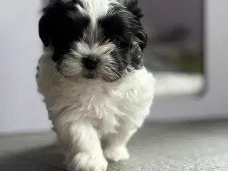 Fin lille Boomer tæve shih tzu/malteser