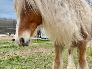 2 års skøn Tinker vallak, Satin’s Bølle Bob