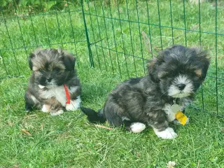 ægte Lhasa Apso hvalpe 