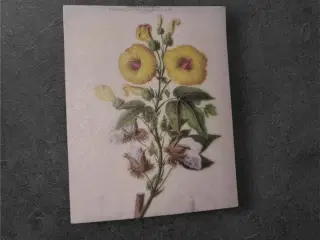 Botanisk mini-tryk: Bomuldsplante i flor