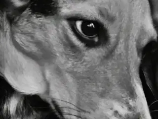 Sherperd blandnings tæve søger kærligt hjem