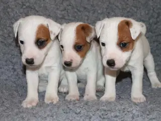 Jack russell terrier hvalpe