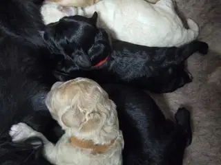 F1b Cockapoo