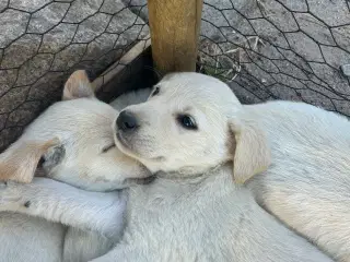 Golden Retriever/Labrador hvalpe til salg
