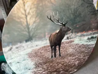 Billede med kronhjort