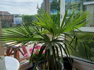 Palme
