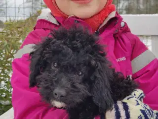 Søde cavapoo hvalpe klar til eventyr