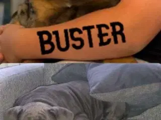 OLD ENGLISH BULLDOG