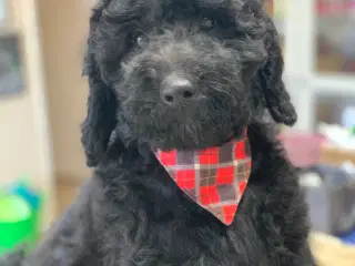 Mini Golden Doodle F1B babyer 