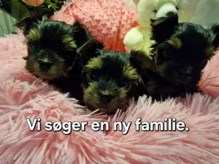 Meget må Yorkshire Terrier hvalpe