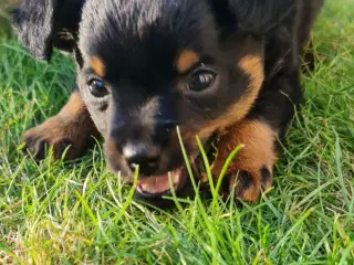 Hvalpe prazsky krysarik/tjekkisk rottehund og chih