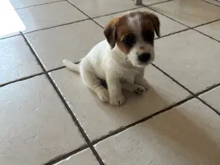 Jack Russell terrier hvalpe
