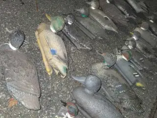 22 blandede lokkeænder – Rigget og klar til jagt