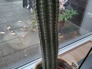 Kæmpe kaktus 1 m