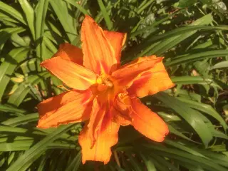 Dobbelt orange daglilje