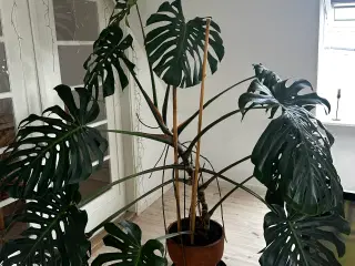 Kæmpe monstera/stueplante 