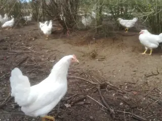 Rigtig god ægge lægger 