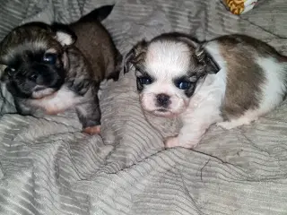 To Pekingeser drenge tilbage