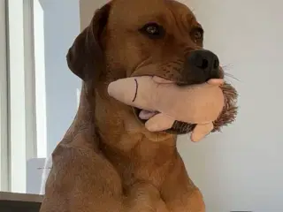 Blandings hund søger nyt hjem