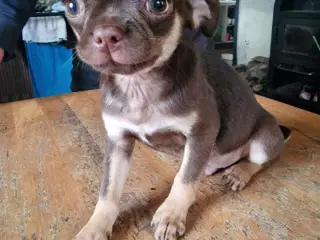 Tre små mops/chihuahua til salg 