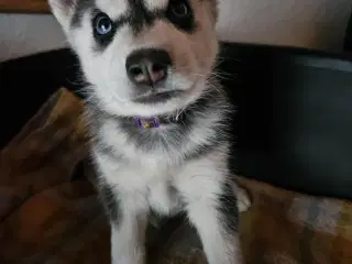 8 stk rene Siberian Husky  hvalpe