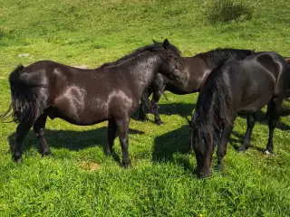 2 sorte pony valakker 4 og 5 år, ca. 125 i stsng