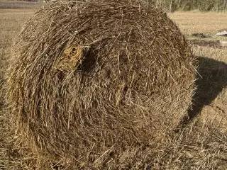 Rundballer havrehalm